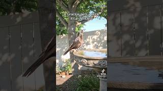 A Grackle visits the birdbath for a drink [upl. by Nij]