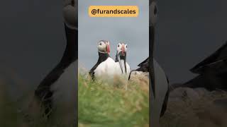 Puffins Discover the Fascinating Seabird of the North [upl. by Laohcin465]