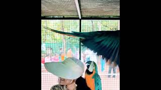 2 Macaws fighting for my cap😂 girubabeulahse macaws coorg [upl. by Elmira]