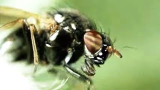 Facts About Flies  Secret Nature  Fly Documentary  Natural History Channel [upl. by Tijnar]