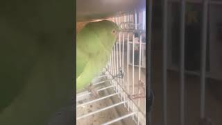 birds cute parrot animals parrrot funny sos5 [upl. by Htenay535]