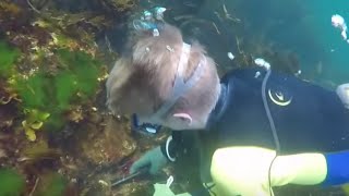 Abalone Diving Tasmania  潜水在澳大利亚塔斯马尼亚鲍鱼 [upl. by Llecram86]