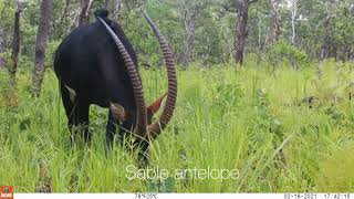 Take a closer lookat our camera traps in the Miombo Biodiverse Forest in Chintumukulu Zambia [upl. by Shelton]