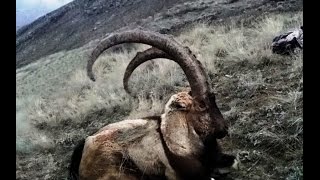 Bezoar Ibex Hunting in TURKEY  Ahmet ÖZKAYAN amp TURKISH FRONTIER [upl. by Lohse]