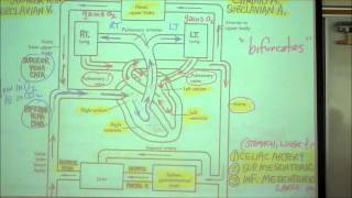 ANATOMY CIRCULATORY SYSTEM PART 1 by Professor Fink [upl. by Neirod629]