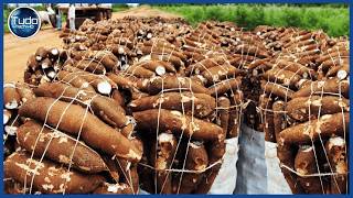 Incrível Processo de Cultivo de Mandioca  Fazenda e Colheita de Mandioca Tecnologia Impressionante [upl. by Bernhard]