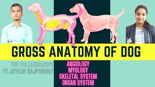 Canine  DOG 🐶🦮🐕Complete Gross Anatomy Muscles location Angiology Skeleton Organs Ft Dr Jayesh [upl. by Ynnavoeg]