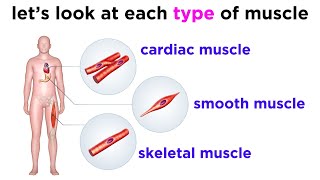 Types of Tissue Part 3 Muscle Tissue [upl. by Akcira865]