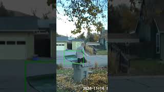 Kid compacts leaves into garbage can wyzecamv3 [upl. by Anaihk753]