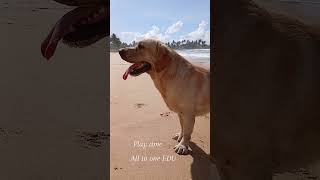 Eli amp Brandy funny video Labrador with grate quality and most friendly [upl. by Sutsuj641]