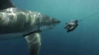 L’ ILE des GRANDS REQUINS BLANCS du PACIFIQUENORD  Chapitre 1 [upl. by Norga551]