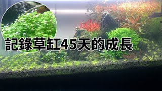 我用45天記錄了90草缸的成長，石頭上的新大珍珠草長的超乎想像【水世界水族馆】 [upl. by Klemm]