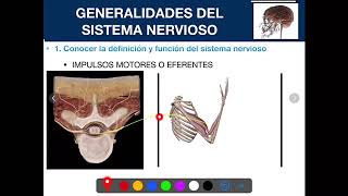 GENERALIDADES DEL SISTEMA NERVIOSO [upl. by Ormand]