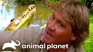 Steve Irwins Big Croc Diaries at Australia Zoo  The Crocodile Hunter  Animal Planet [upl. by Sinnek]