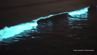 Red Tide Bioluminescence Scripps Pier April 24 2020 [upl. by Rombert722]