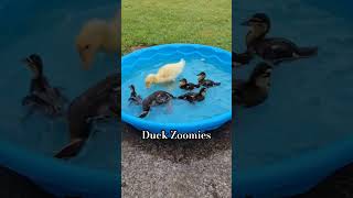 Happy Playful Baby Ducks in the pool They had the quotzoomiesquot Then they got tired and had to nap [upl. by Adaminah515]