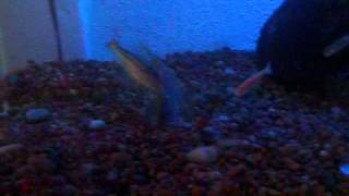 pictus catfish fight [upl. by Ahsekan]