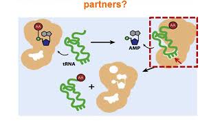 Protein synthesis part 2 Aminoacyl tRNA synthetase [upl. by Atinit658]