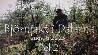 Björnjakt i Dalarna 2023 Del 2  Gångstånd och eftersök [upl. by Yllen]