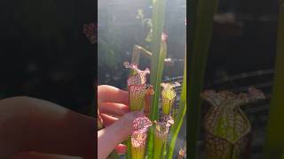 I saved this honeybee from my Leucophylla garden carnivorousplants sarracenia [upl. by Eet25]