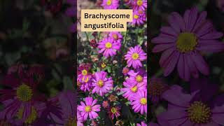 Brachyscome angustifolia Australian Native Daisies [upl. by Alten]