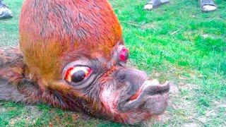 20 Strangest Mutant Animals Ever Discovered [upl. by Asilanna]