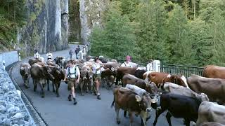 Viehscheid  Almabtriebe in den Hörnerdörfern im Allgäu [upl. by Penrod]