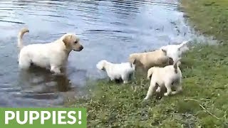 Labrador father teaches his puppies to swim [upl. by Odicalp]