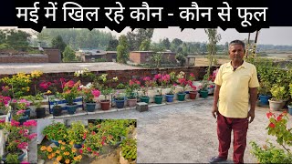 May Month Flowers  Summer Garden Overview  Parmanent Flower Plants [upl. by Ananna]