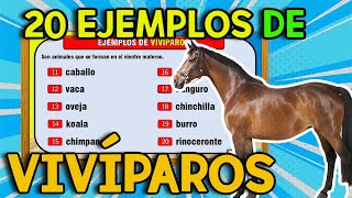 20 EJEMPLOS de Animales VIVÍPAROS I VIVÍPAROS [upl. by Wearing913]