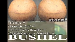 Bushel Gourd Seed RARE Lagenaria siceraria GIANT Gourd SEEDS on wwwMySeedsCo [upl. by Tanny394]