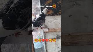 Ganda 🥰🥰❤️❤️🥰🥰 viral trending shotrs racingpigeonloft pigeon [upl. by Alwitt]