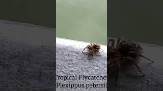 Wild Plexippus petersi in River Wonders Singapore spiders jumpingspider arachnids [upl. by Levine132]