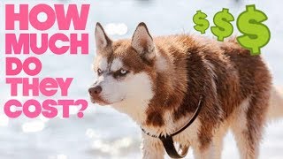 How Much Does A Husky Cost Per Month [upl. by Elinet]