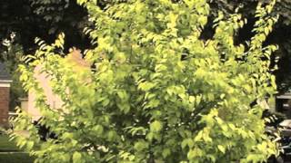 Carpinus caroliniana Hornbeam [upl. by Bander]