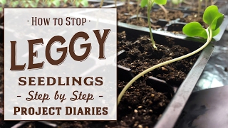 ★ How to Stop Leggy Seedlings Useful Tips amp Step by Step Guide [upl. by Kamal81]