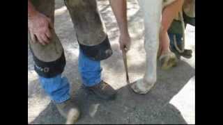 Therapeutic Shoeing for Horse with Laminitis and White Line Disease One example  Part 1 [upl. by Cherida]