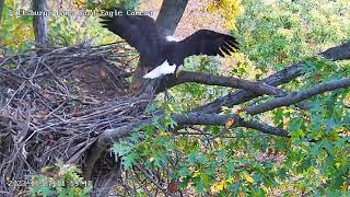 Hays Eagles V to the Nest then up to the Attic 102723 1159am [upl. by Roane655]