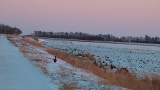 Pheasant Opener 2023 in Montana [upl. by Aleacem]