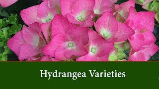 Hydrangea varieties for Garden and Container [upl. by Aeki780]