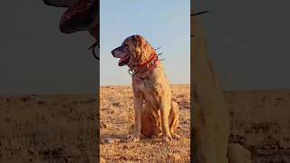 Turkish Kangal vs Caucasian Shepherd – Ultimate Power Showdown 🐕💥 [upl. by Norha]