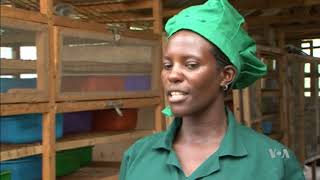 Uganda Experiments with Using Insects for Livestock Feed [upl. by Eceerehs]