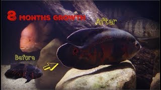 Watch My Oscar Cichlid Grow From 3 To 10 Inches [upl. by Aneehsor539]