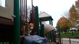 Buddy the Corgi  Twisty slide professional [upl. by Brina532]