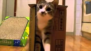 Videos Divertidos 2015 Gatos y Cajas  Funny Videos 2015 Cats and Boxes [upl. by Kaleena788]