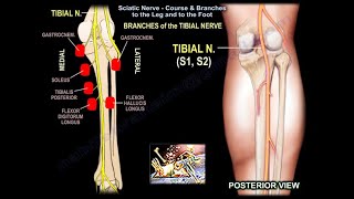 Sciatic Nerve Course Branches to Lower Leg amp Foot Everything You Need To Know  Dr Nabil Ebraheim [upl. by Einre748]