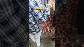 161024 barnagar mandi bhavpyaaj ka bhavpyajmandi bhavindore mandi bhav [upl. by Ydurt]