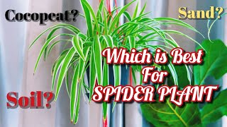 Best soil for Spider PlantCocopeatgarden soilsand [upl. by Lang]