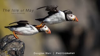 Wildlife Photography  Isle of May Scotland  A Seabird Paradise [upl. by Natsrik]