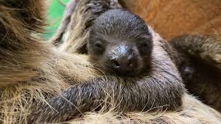 Meet Stone Zoos new baby sloth [upl. by Mccoy]